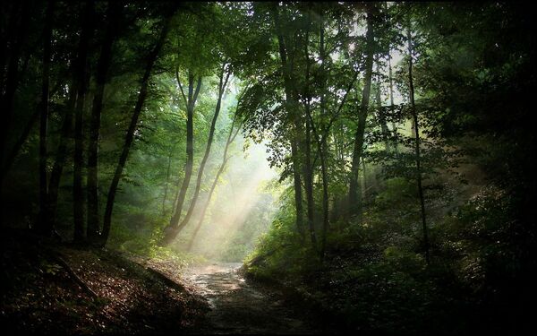 Path through a green forest with light shining through the trees